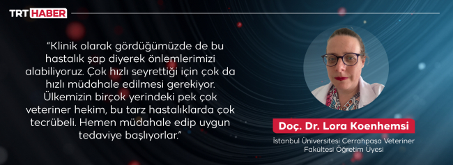 Şap büyükbaş hayvanlar arasında temasla bulaşıyor